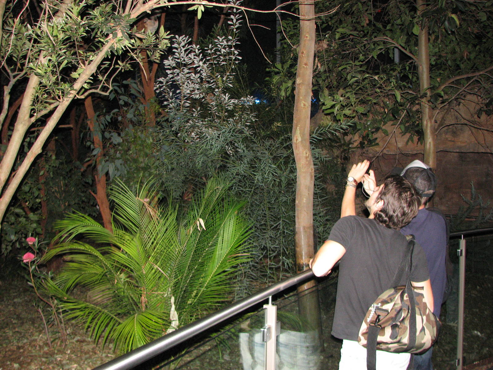 Wildlife World 2007 - Koala exhibit