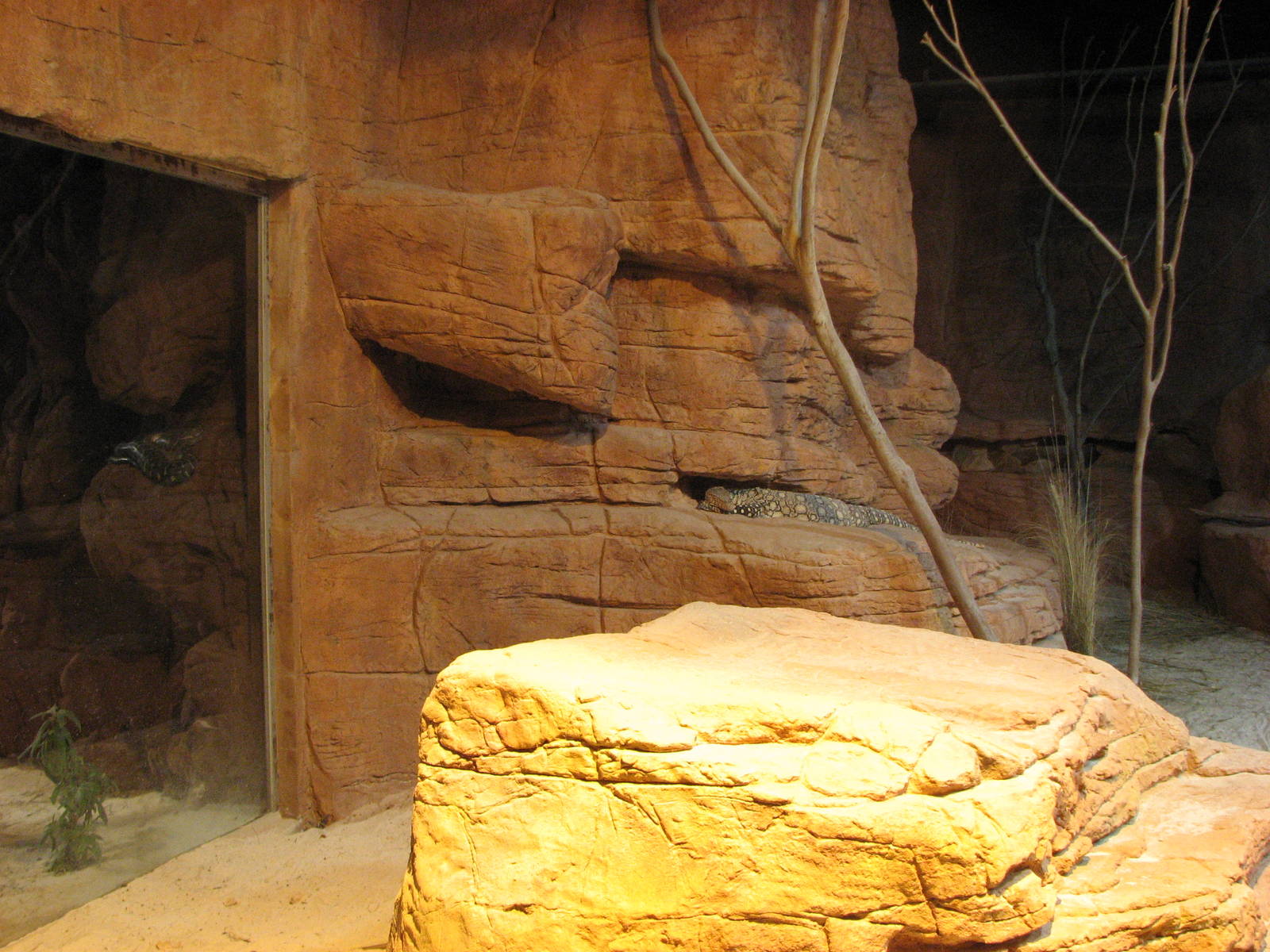 Wildlife World 2007 - Perentie exhibit