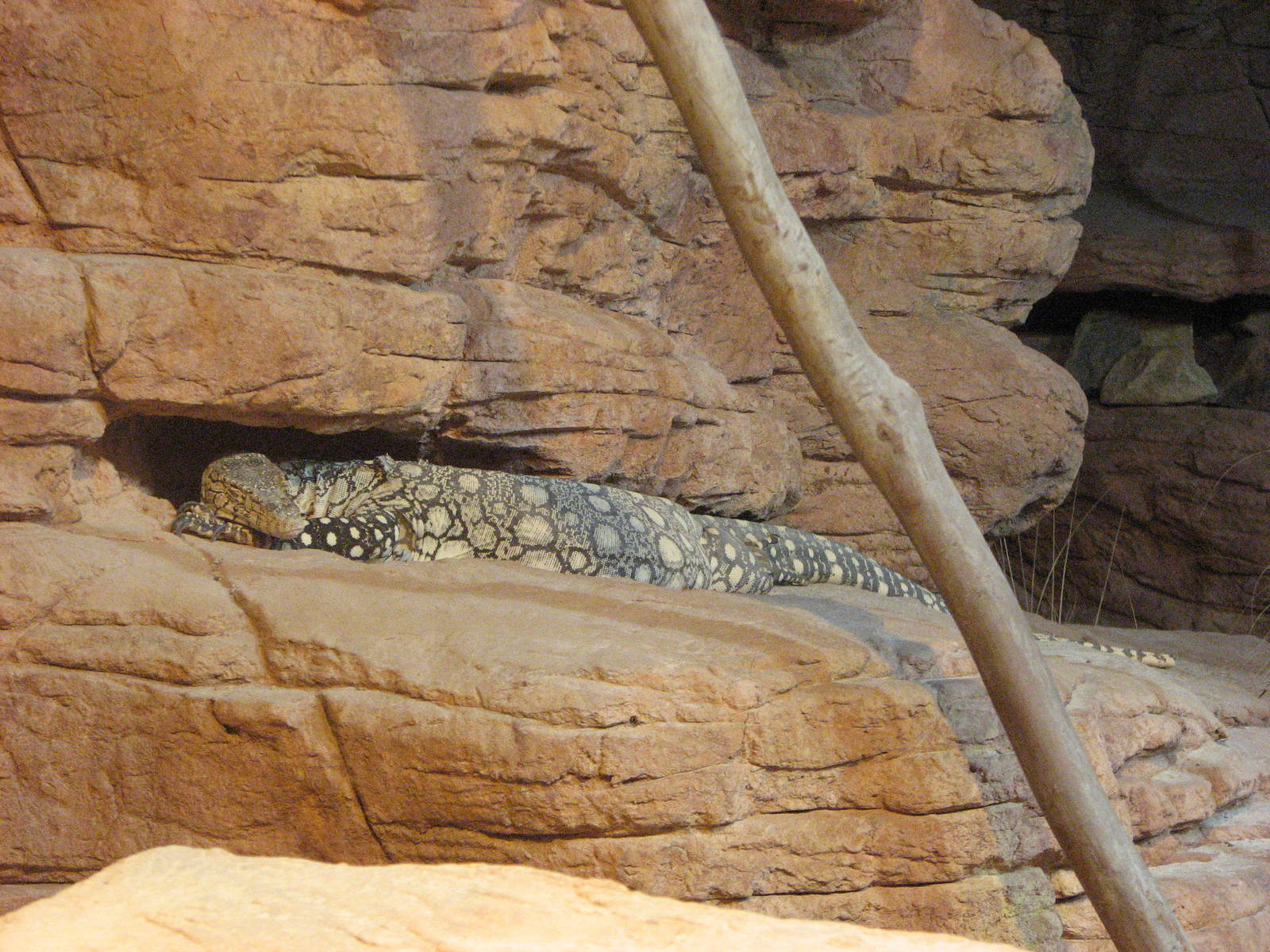 Wildlife World 2007 - Perentie