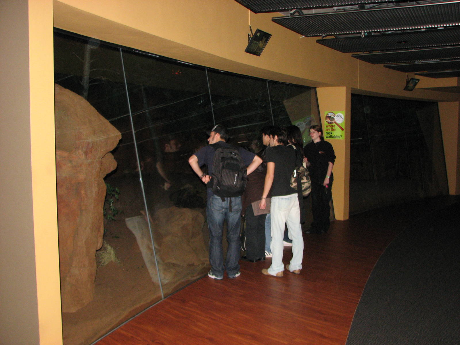 Wildlife World 2007 - Yellow-footed Rock-wallaby exhibit