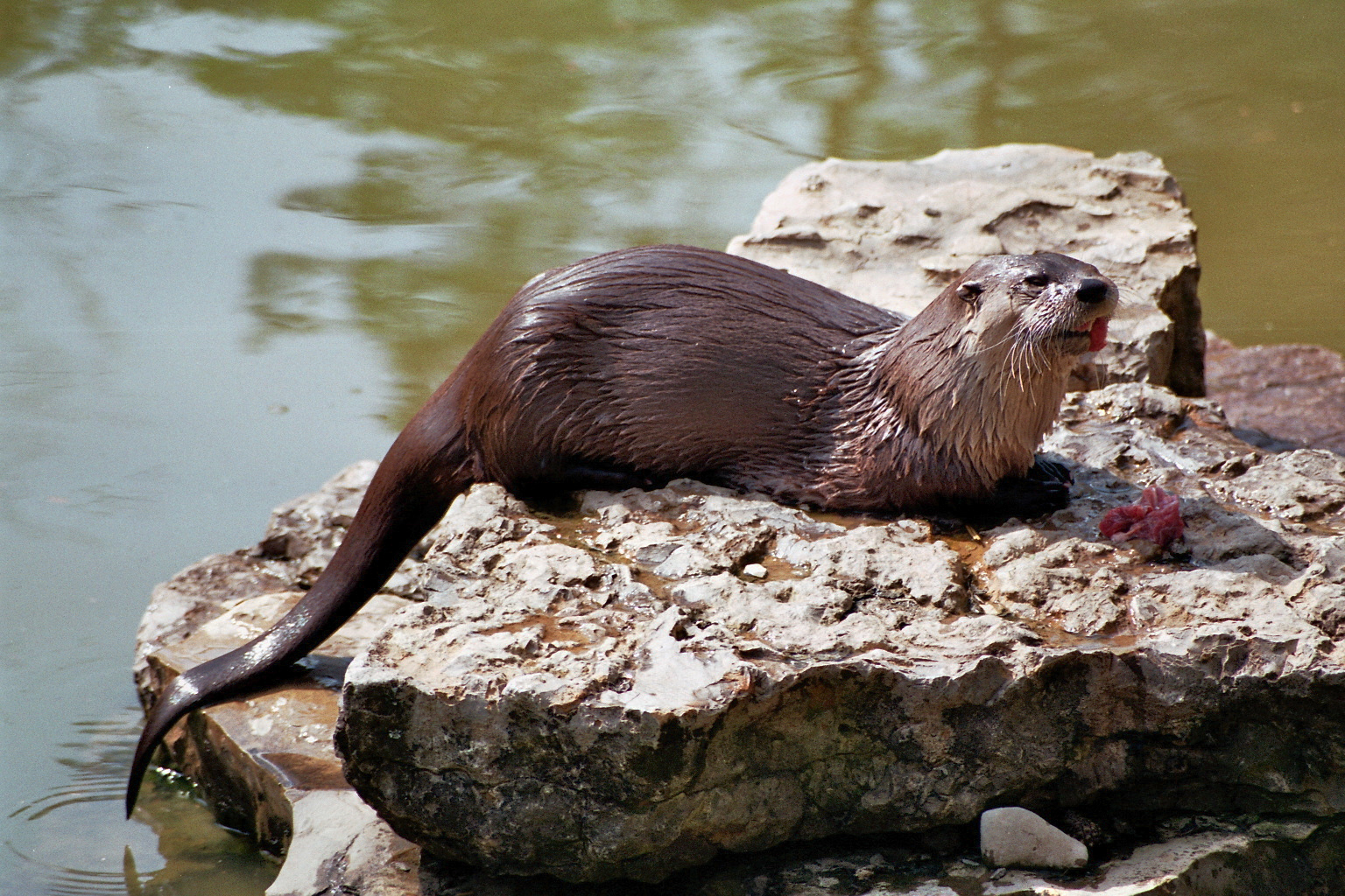 Wildpark Bad mergentheim-European otter