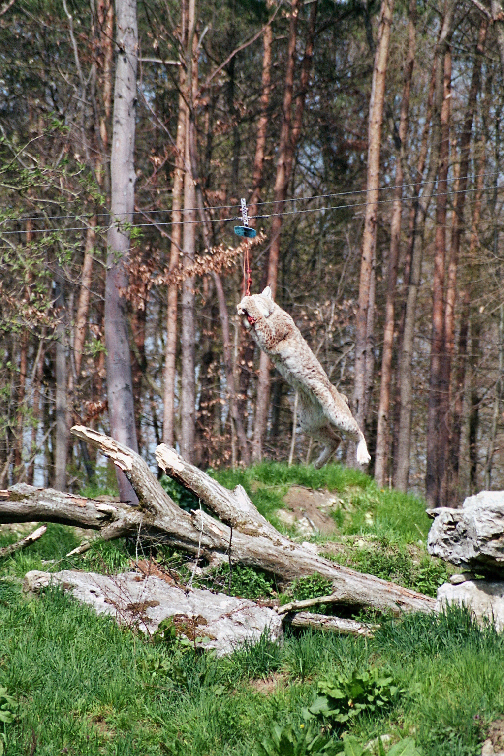 Wildpark Bad Mergentheim-Flying lynx