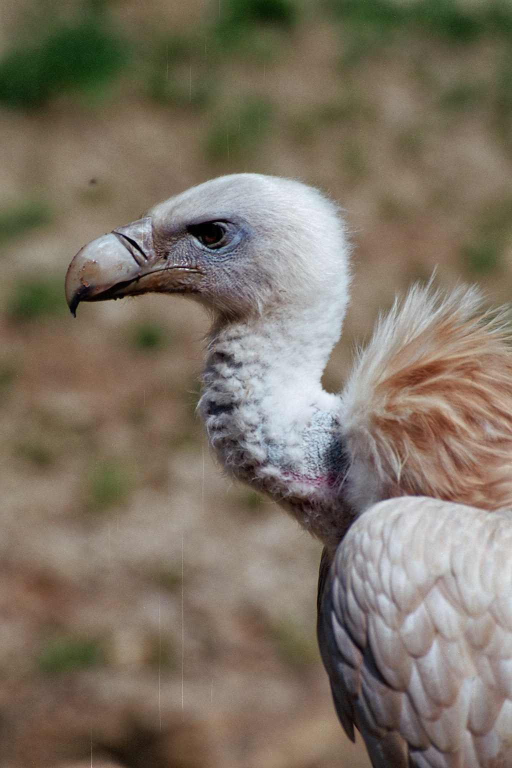 Wildpark Bad Mergentheim-Vulture face