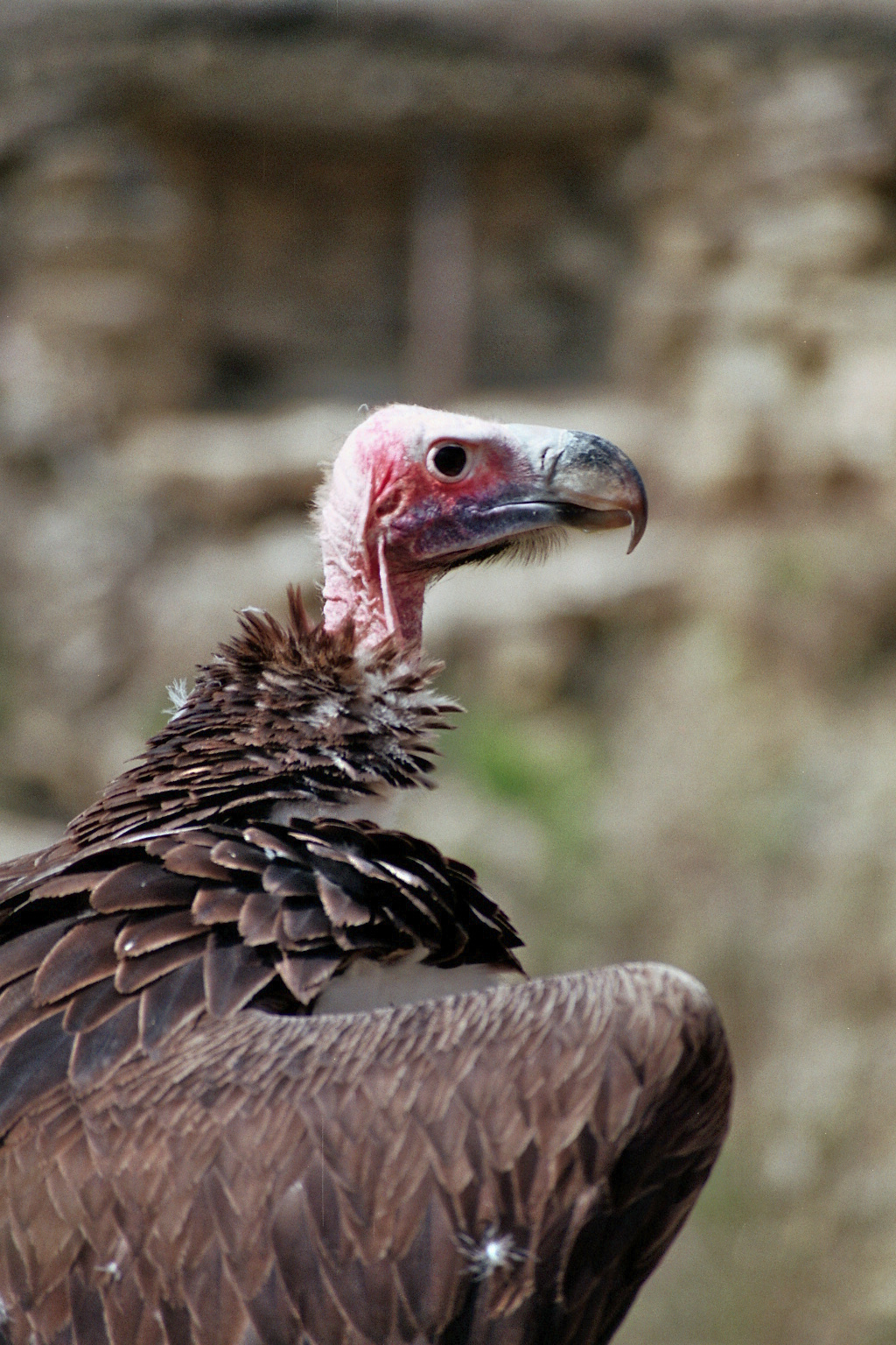 Wildpark Bad Mergentheim-Vulture