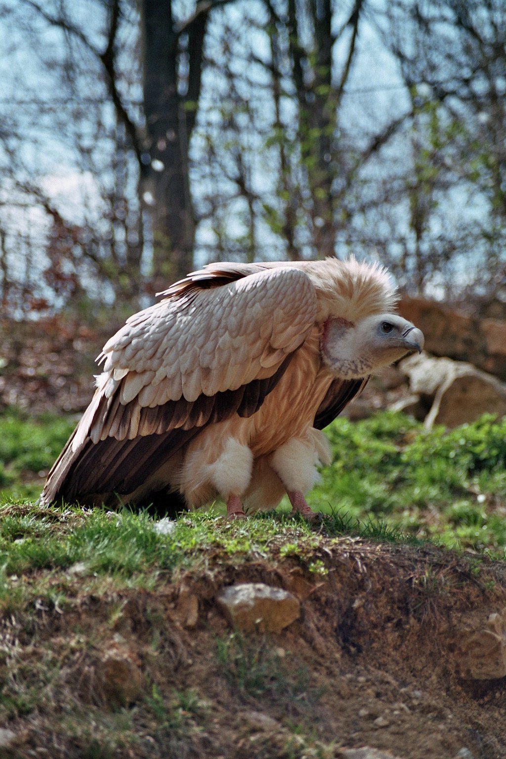 Wildpark Bad Mergentheim-Vulture