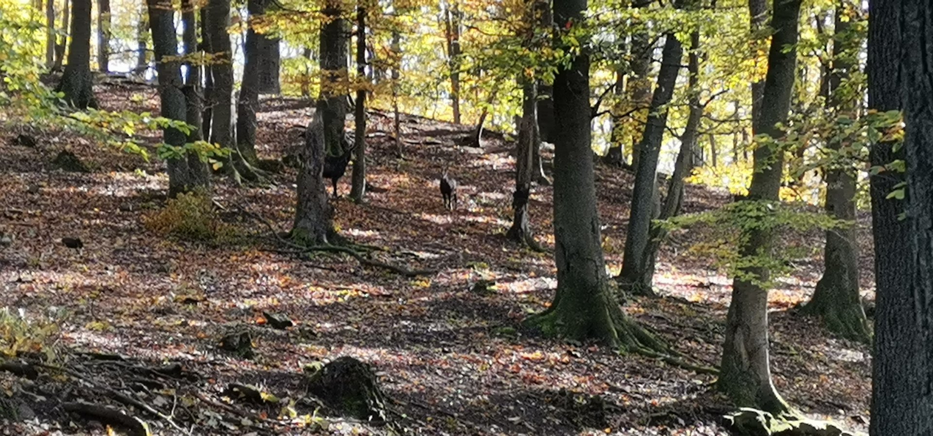 Wildpark Donsbach - Alpine Chamois exhibit