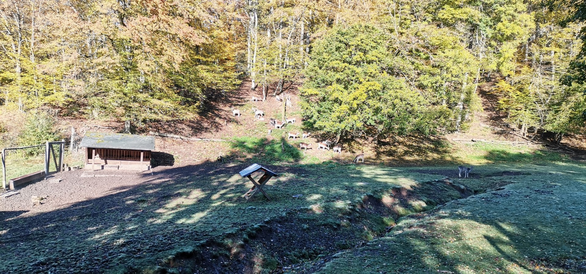 Wildpark Donsbach - Fallow Deer exhibit