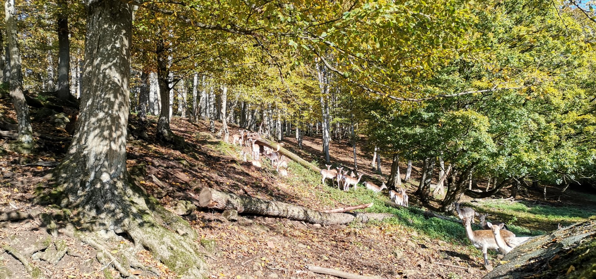 Wildpark Donsbach - Fallow Deer herd with melanistic individual