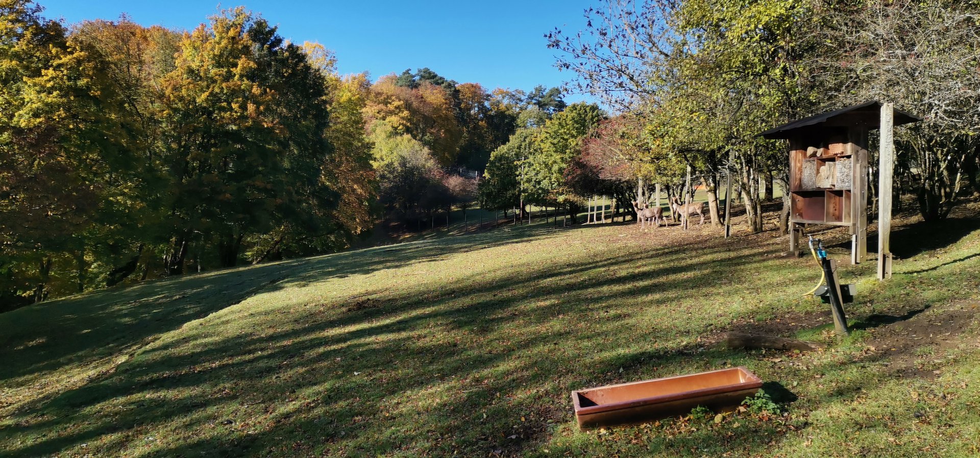 Wildpark Donsbach - Japanese Sika exhibit