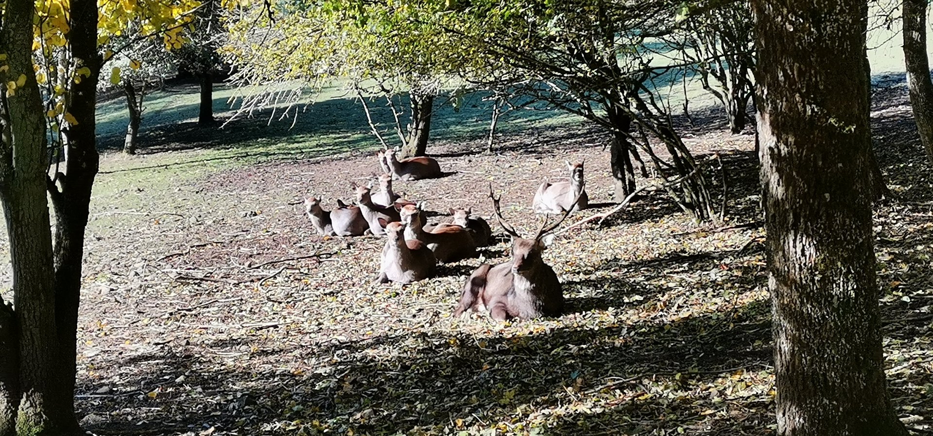 Wildpark Donsbach - Japanese Sika