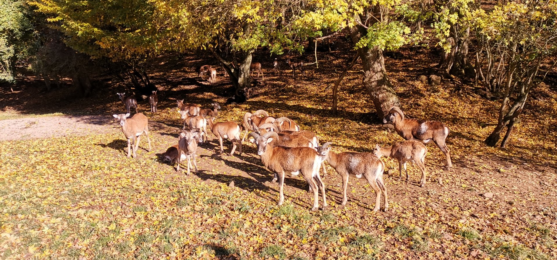 Wildpark Donsbach - Mouflon