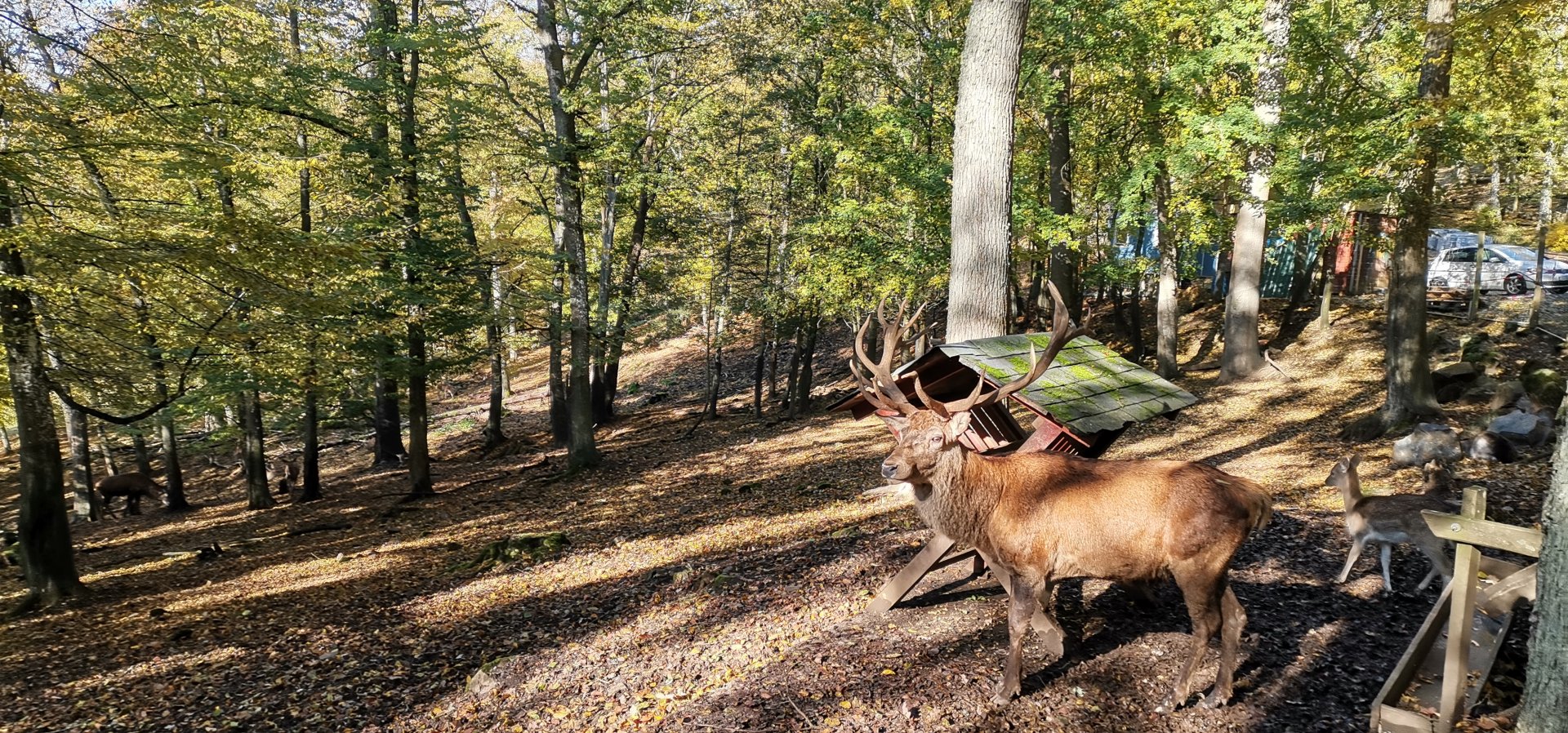 Wildpark Donsbach - Red Deer / Taiwan Sika exhibit