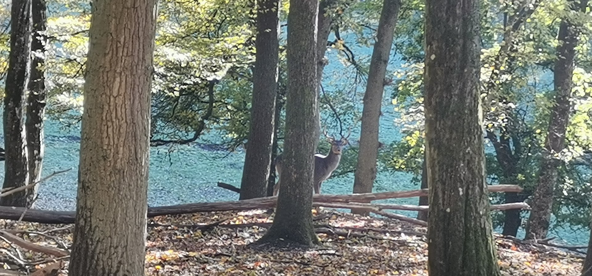 Wildpark Donsbach - Taiwan Sika