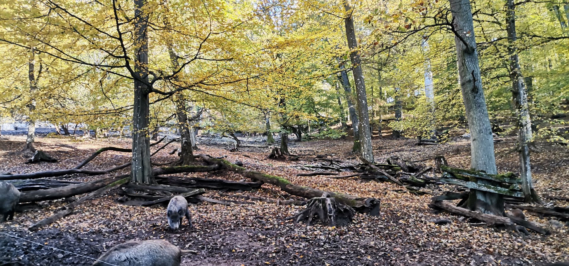 Wildpark Donsbach - Wild Boar exhibit