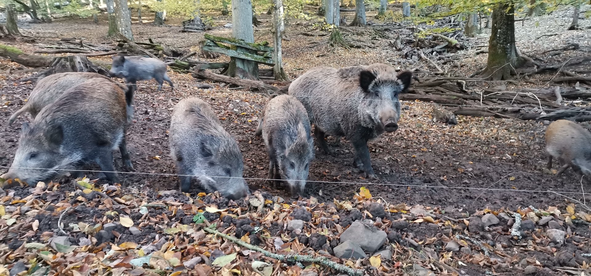 Wildpark Donsbach - Wild Boar