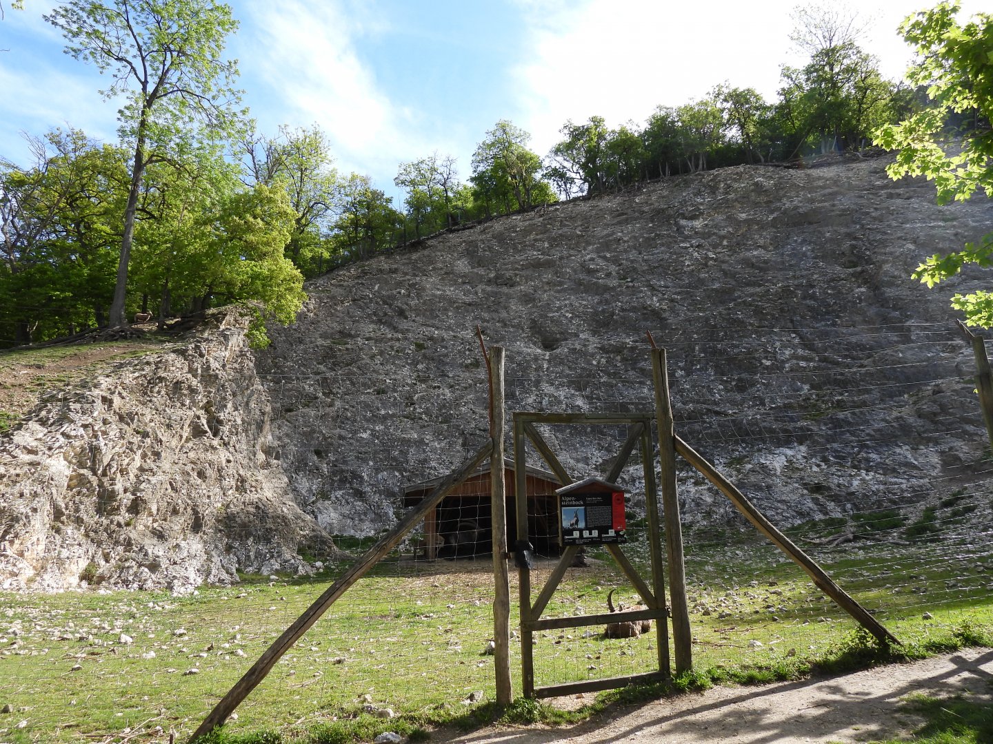 Wildpark Ernstbrunn - Alpine ibex