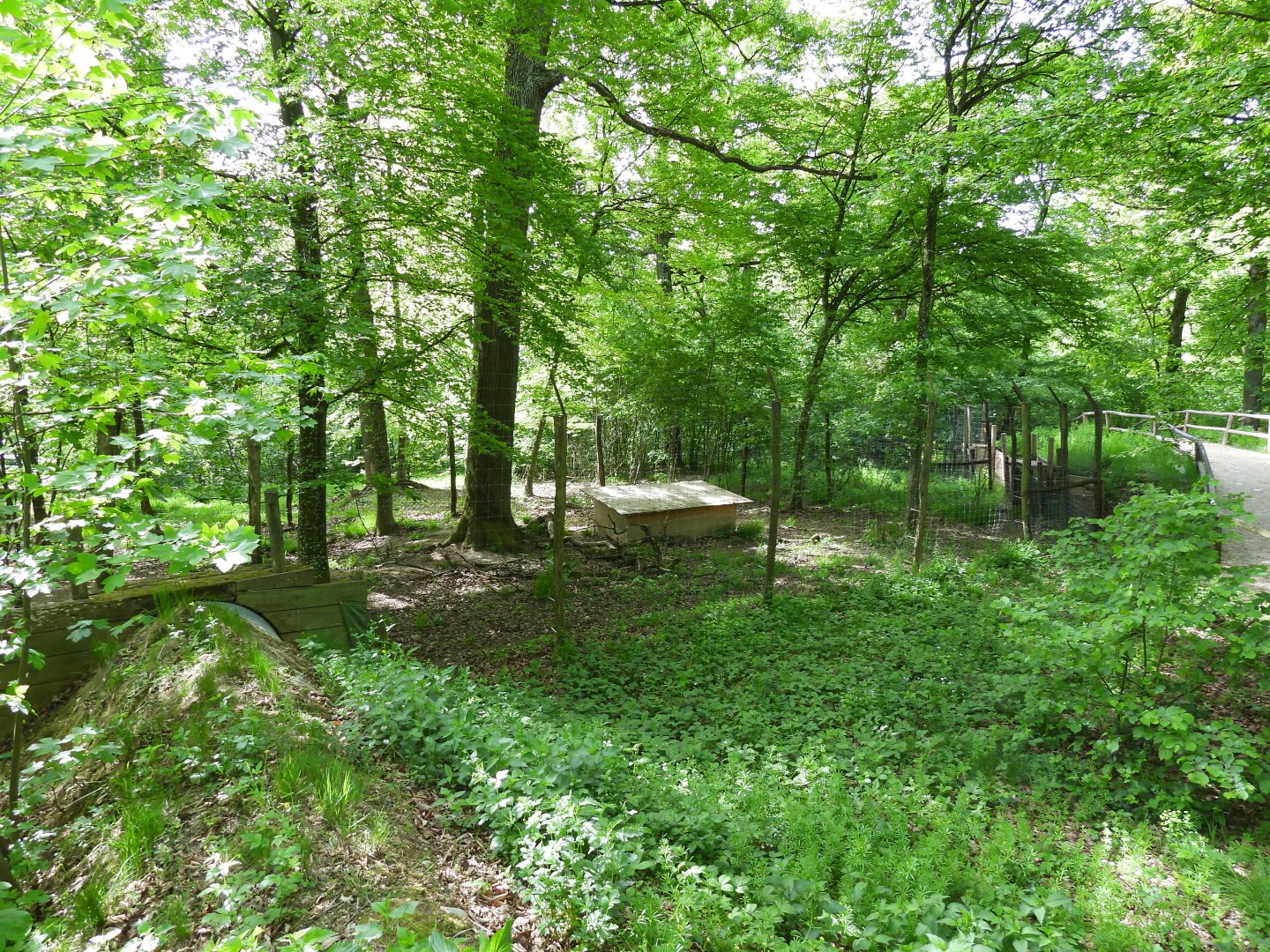 Wildpark Ernstbrunn - One of the many wolf and dog exhibits of the wolf science center