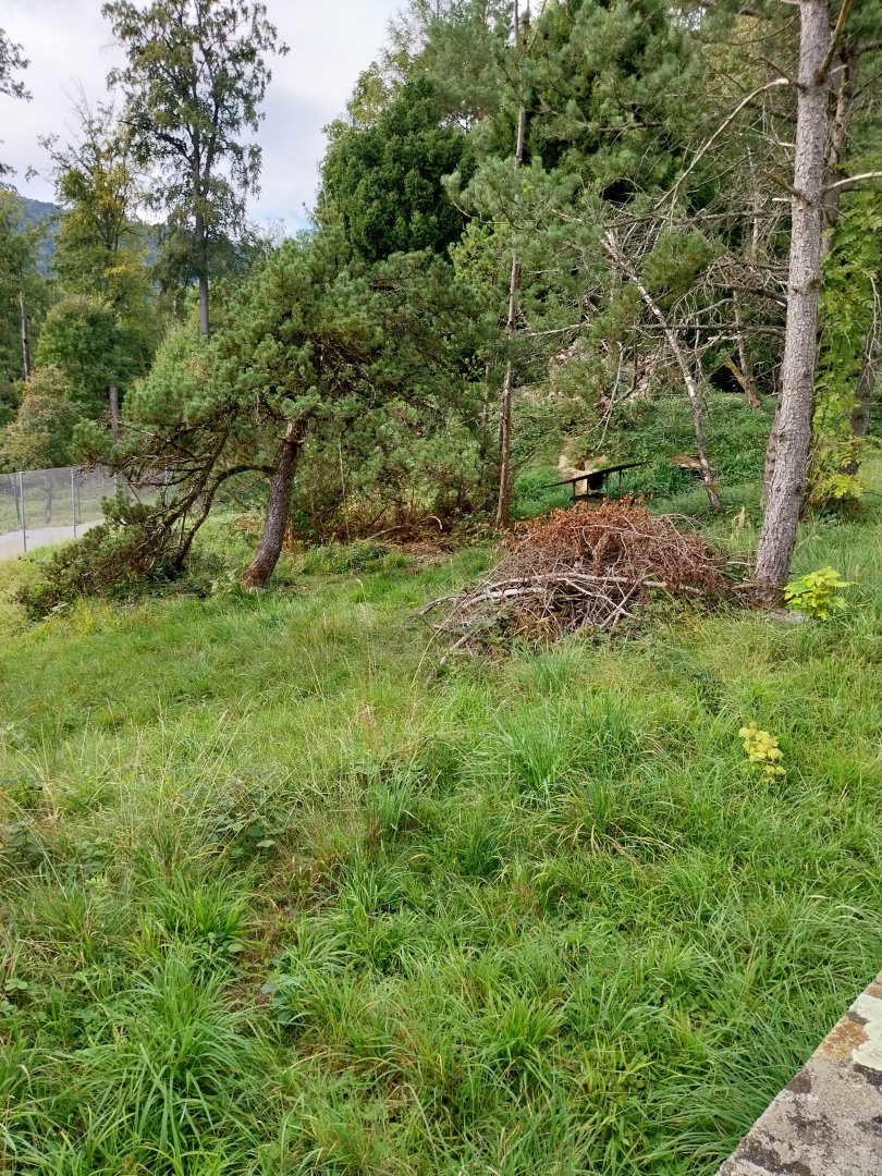 Wildpark Langenberg - Alpine marmot enclosure