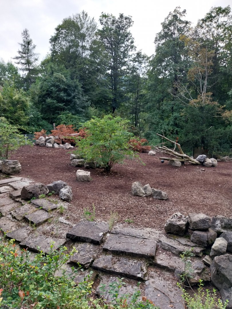 Wildpark Langenberg - Central European wild boar enclosure