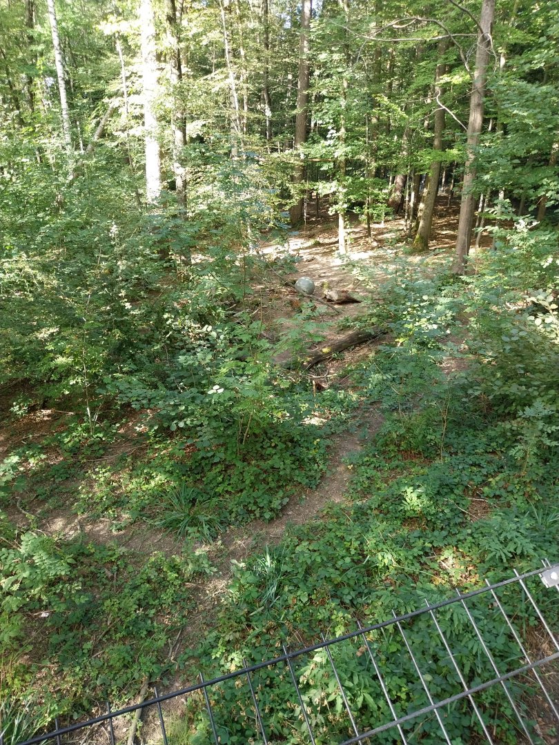Wildpark Langenberg - Eurasian brown bear enclosure
