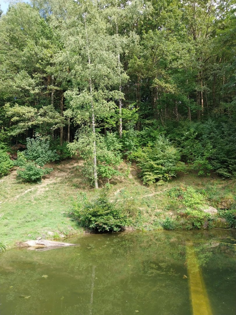 Wildpark Langenberg - Eurasian brown bear enclosure