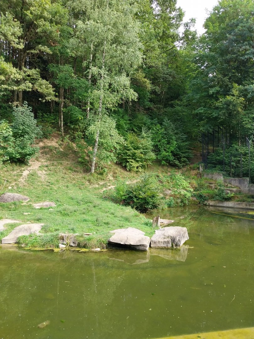 Wildpark Langenberg - Eurasian brown bear enclosure