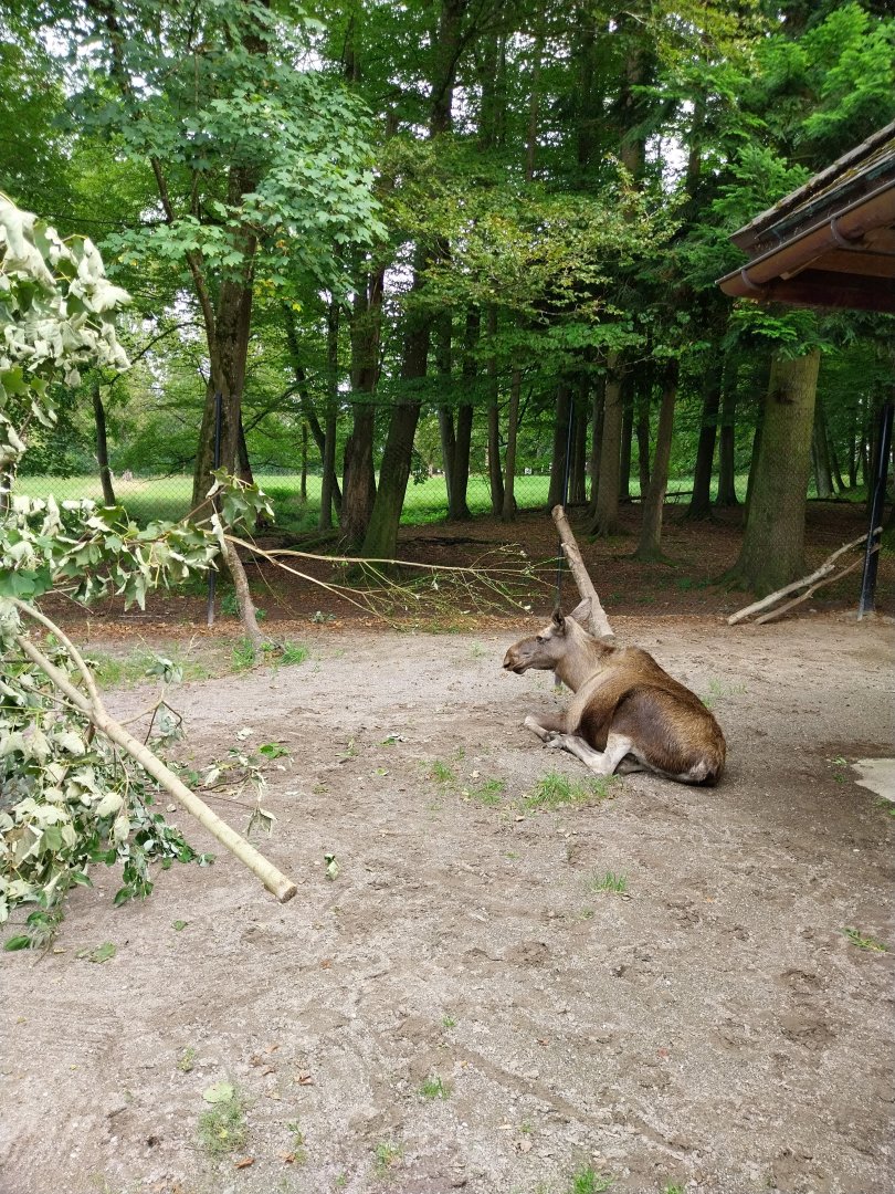 Wildpark Langenberg - Eurasian moose (Alces alces alces)