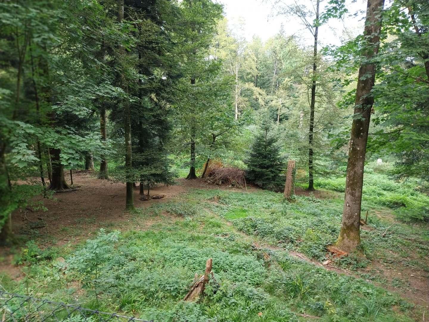 Wildpark Langenberg - Eurasian wolf enclosure