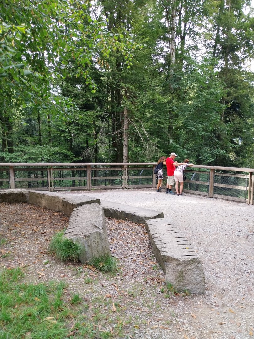 Wildpark Langenberg - Eurasian wolf viewing point