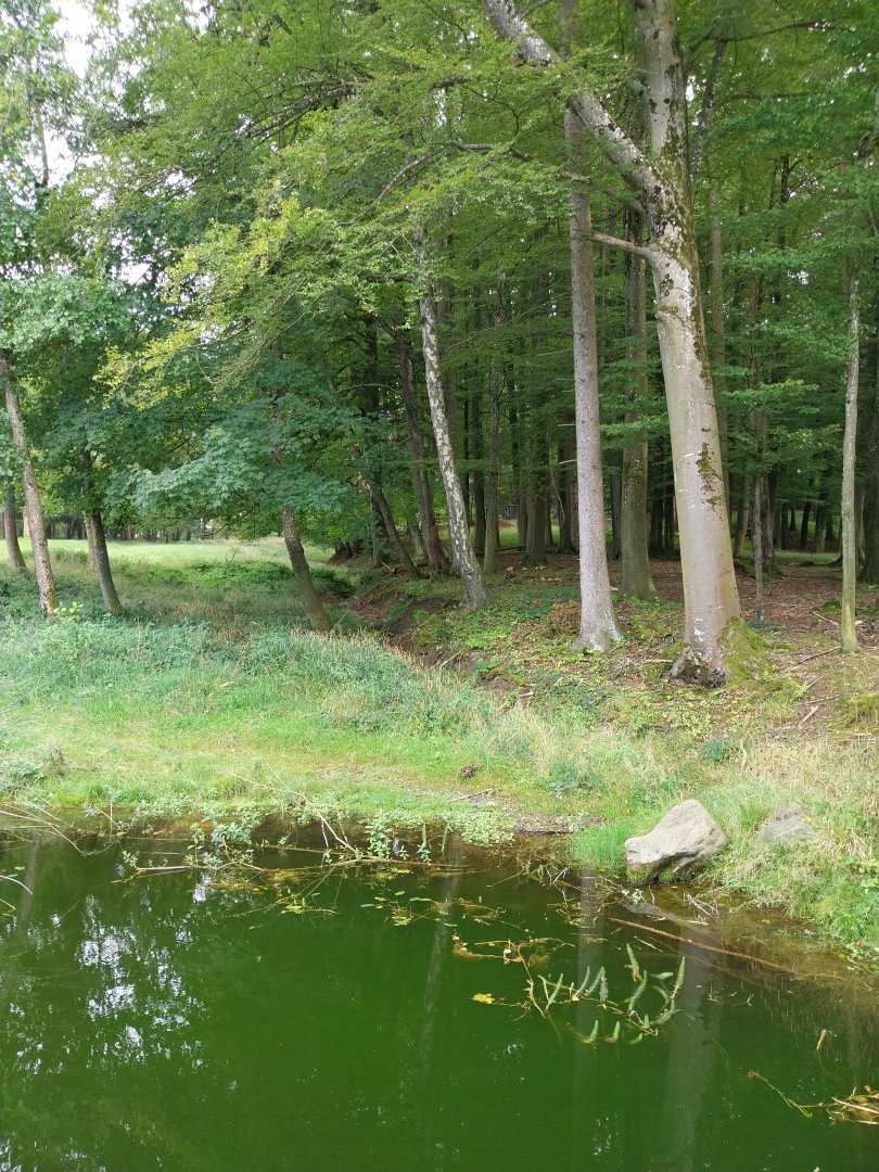Wildpark Langenberg - Moose enclosure