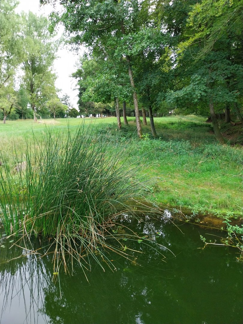 Wildpark Langenberg - Moose enclosure