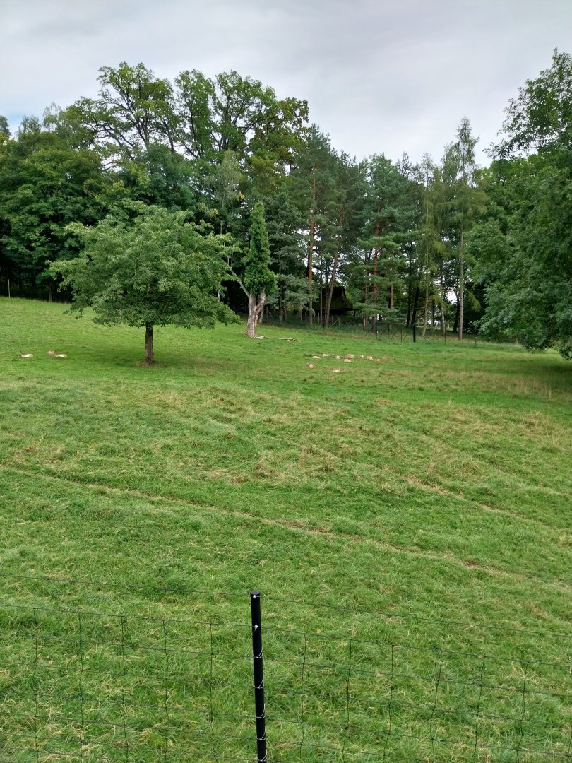 Wildpark Langenberg - Vietnam sika deer enclosure