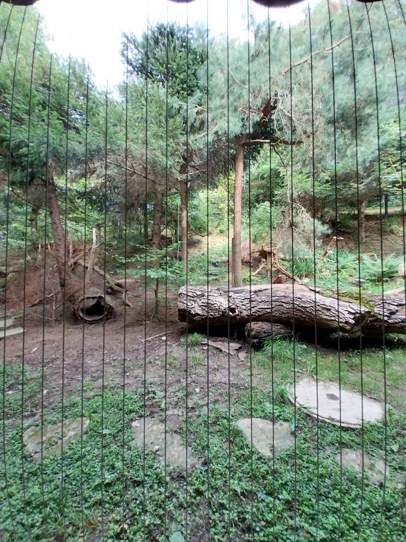 Wildpark Langenberg - Wildkatzenhaus