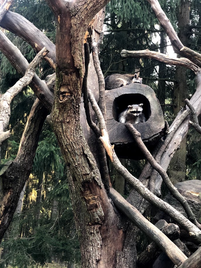 Wildpark Lüeneburger Heide- two racoons- 2020