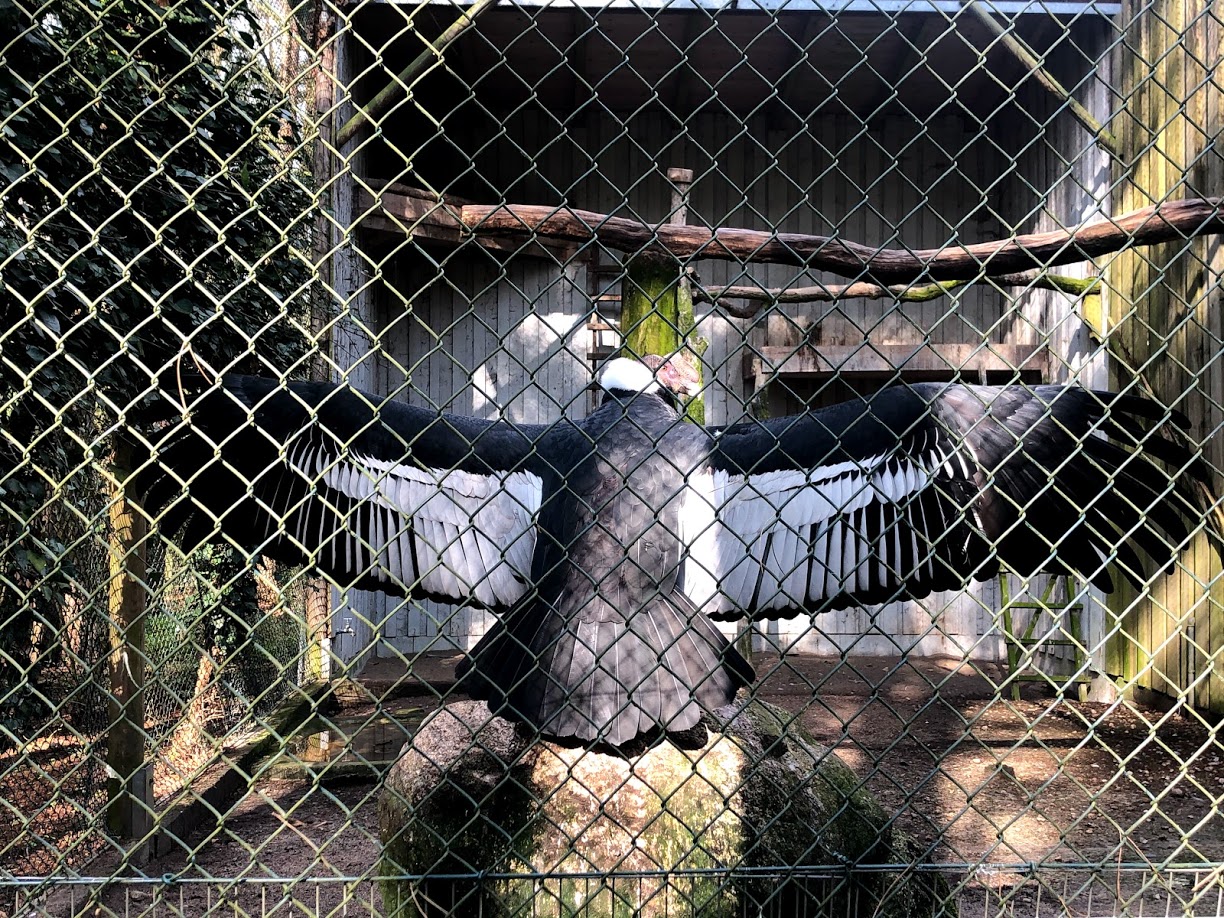 Wildpark Lüneburger Heide- Andean condor- 2021