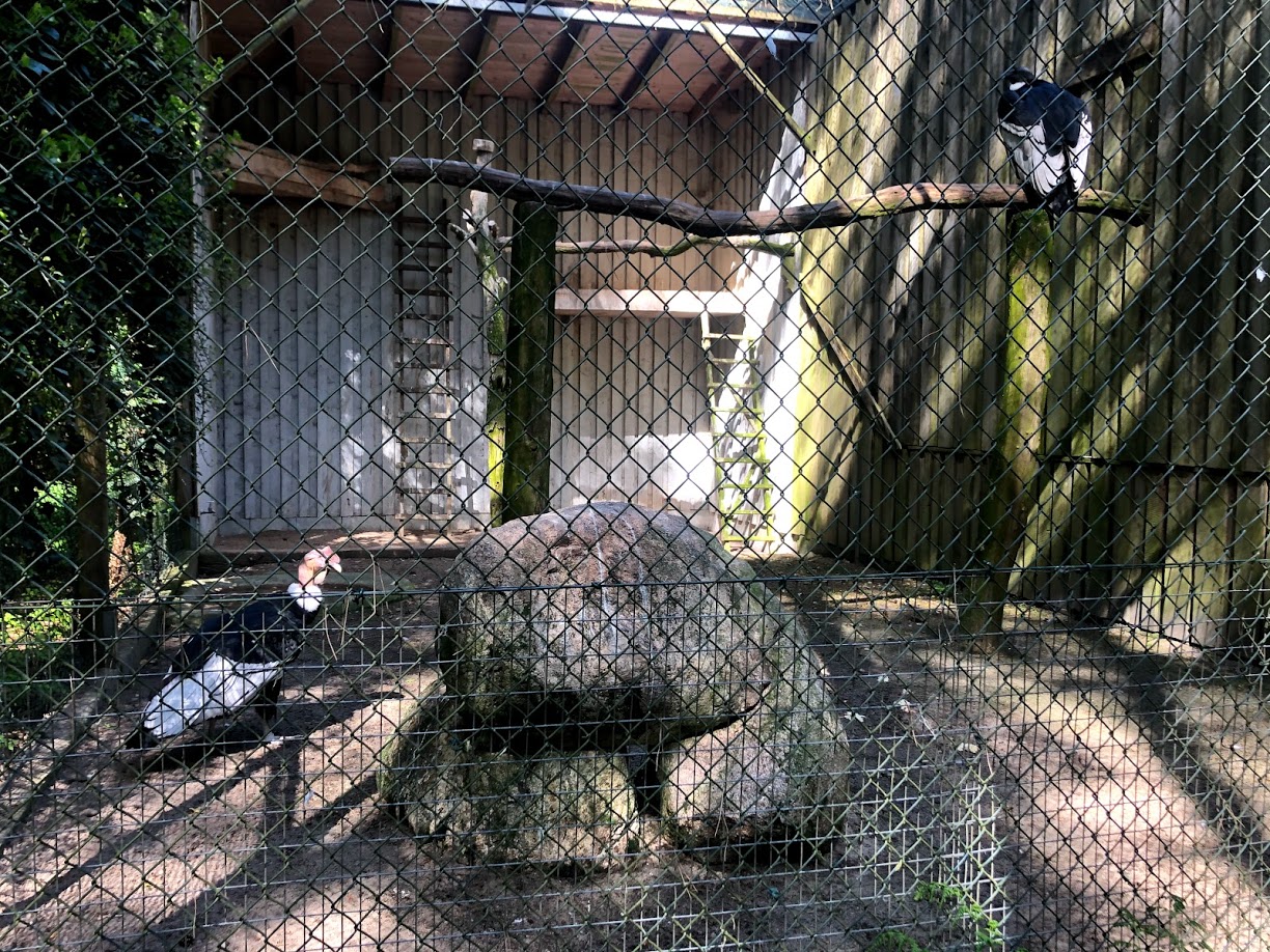 Wildpark Lüneburger Heide- Andean condor aviary- 2021