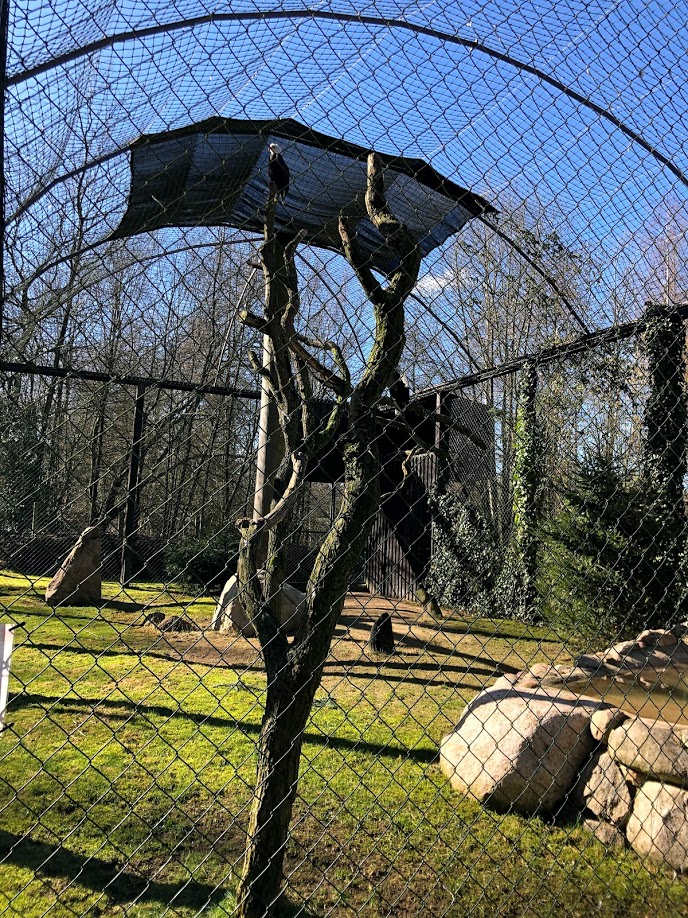 Wildpark Lüneburger Heide- bald eagle aviary- 2021