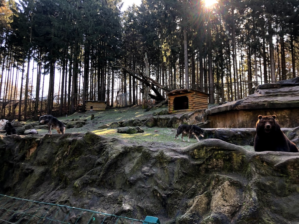 Wildpark Lüneburger Heide- bear with wolves- 2021