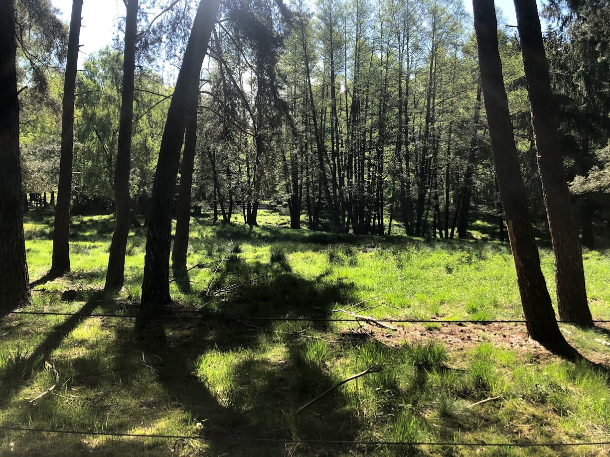 Wildpark Lüneburger Heide- beautiful moose enclosure- 2021