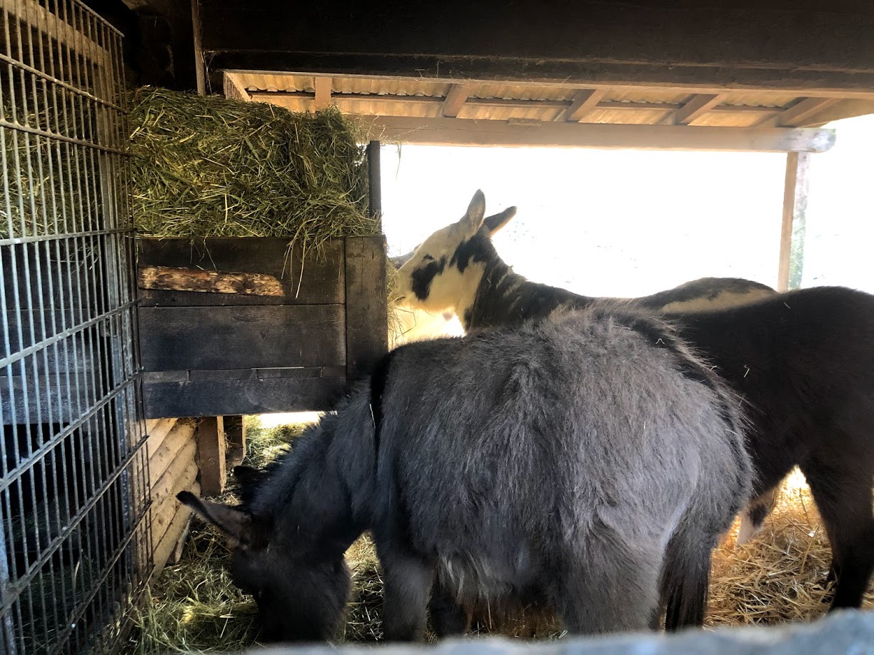 Wildpark Lüneburger Heide- donkeys in their barn- 2021