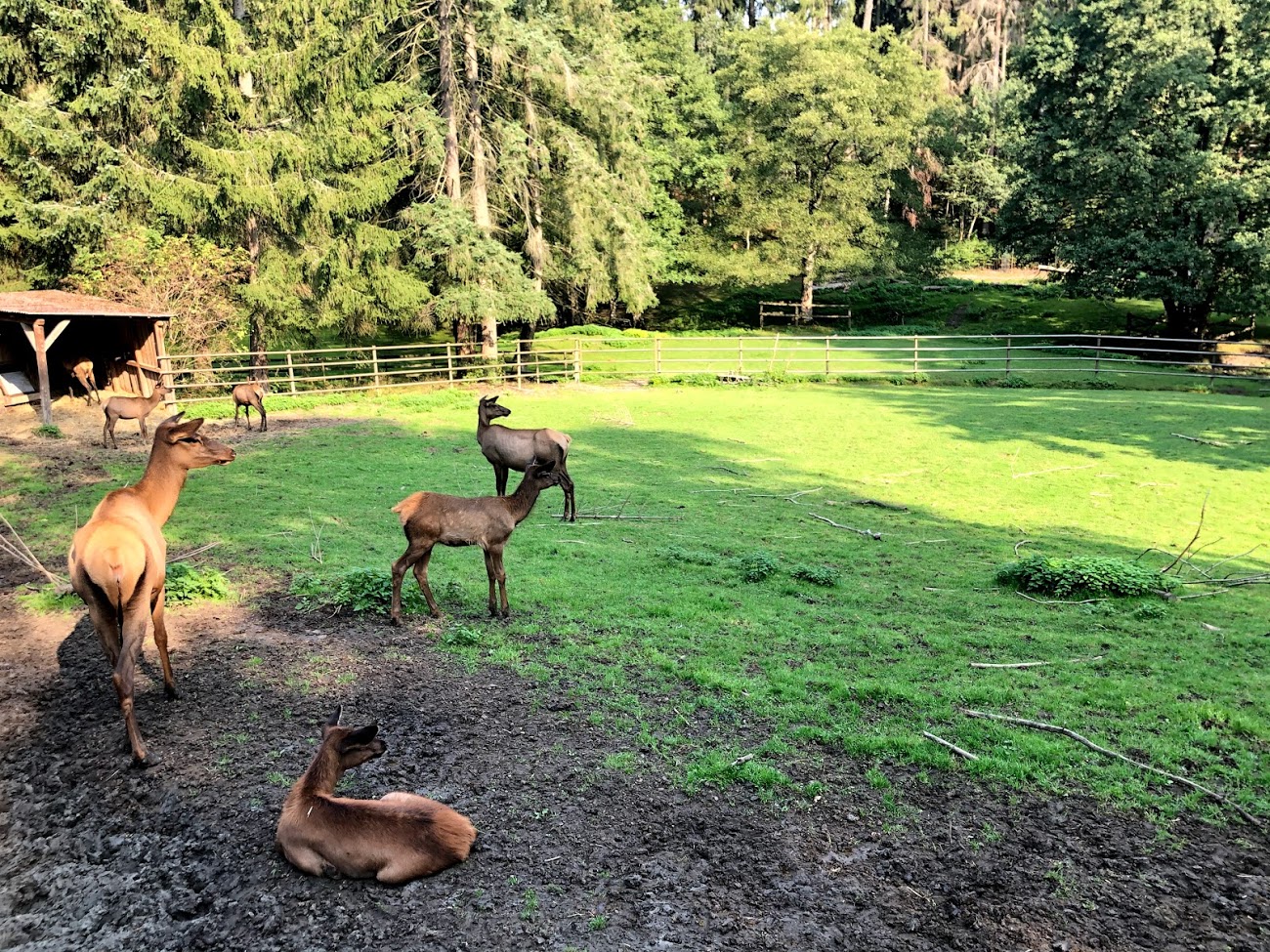 Wildpark Lüneburger Heide- elk group- 2020