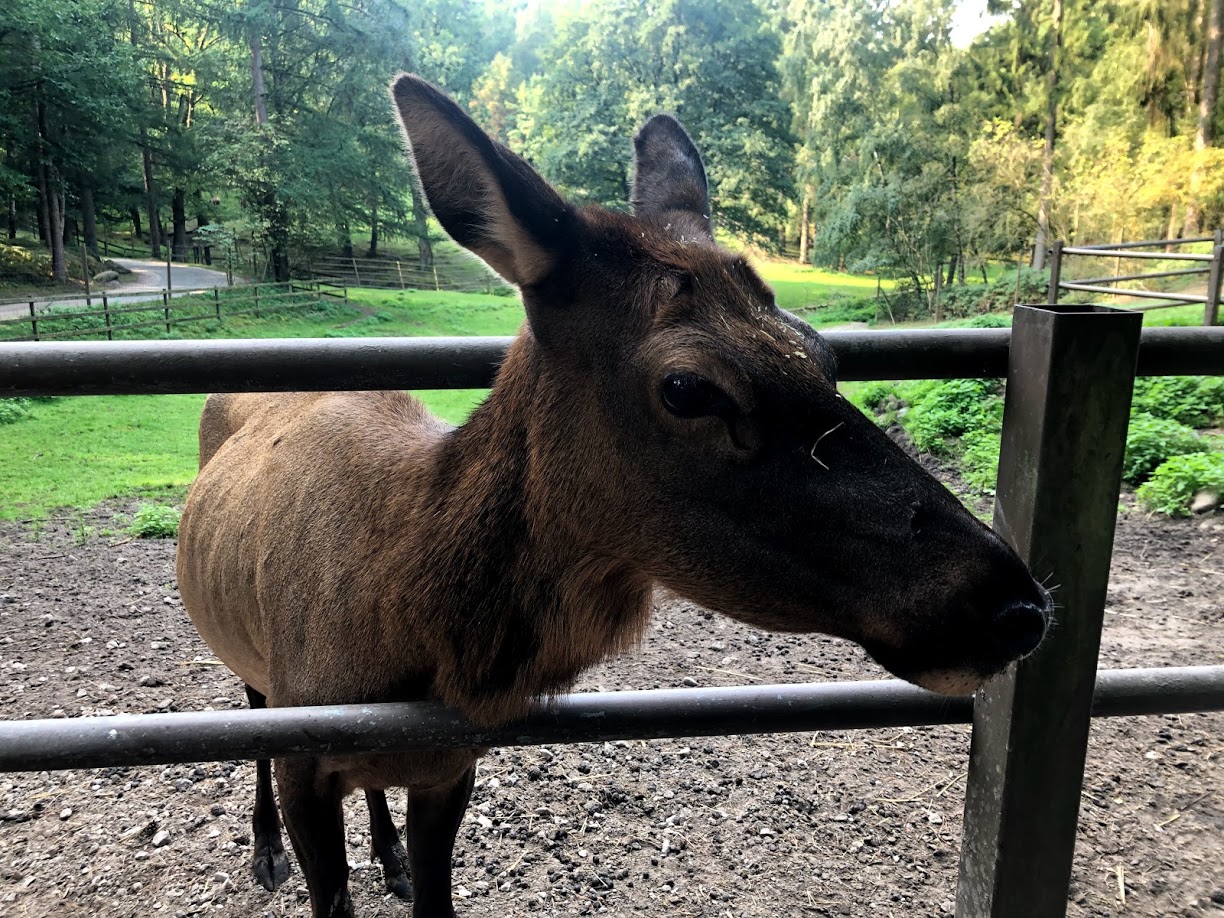 Wildpark Lüneburger Heide- elk peeking through the fence - 2020