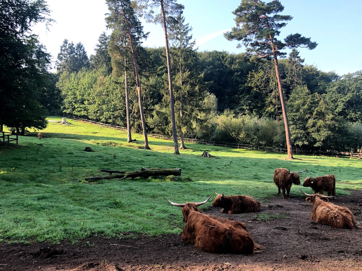 Wildpark Lüneburger Heide- enclosure for galloways- 2020