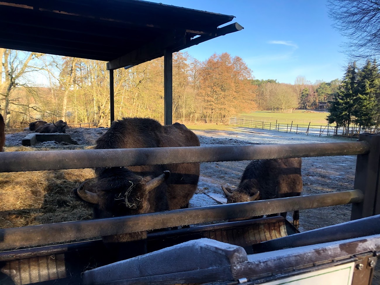 Wildpark Lüneburger Heide- European bison- 2021