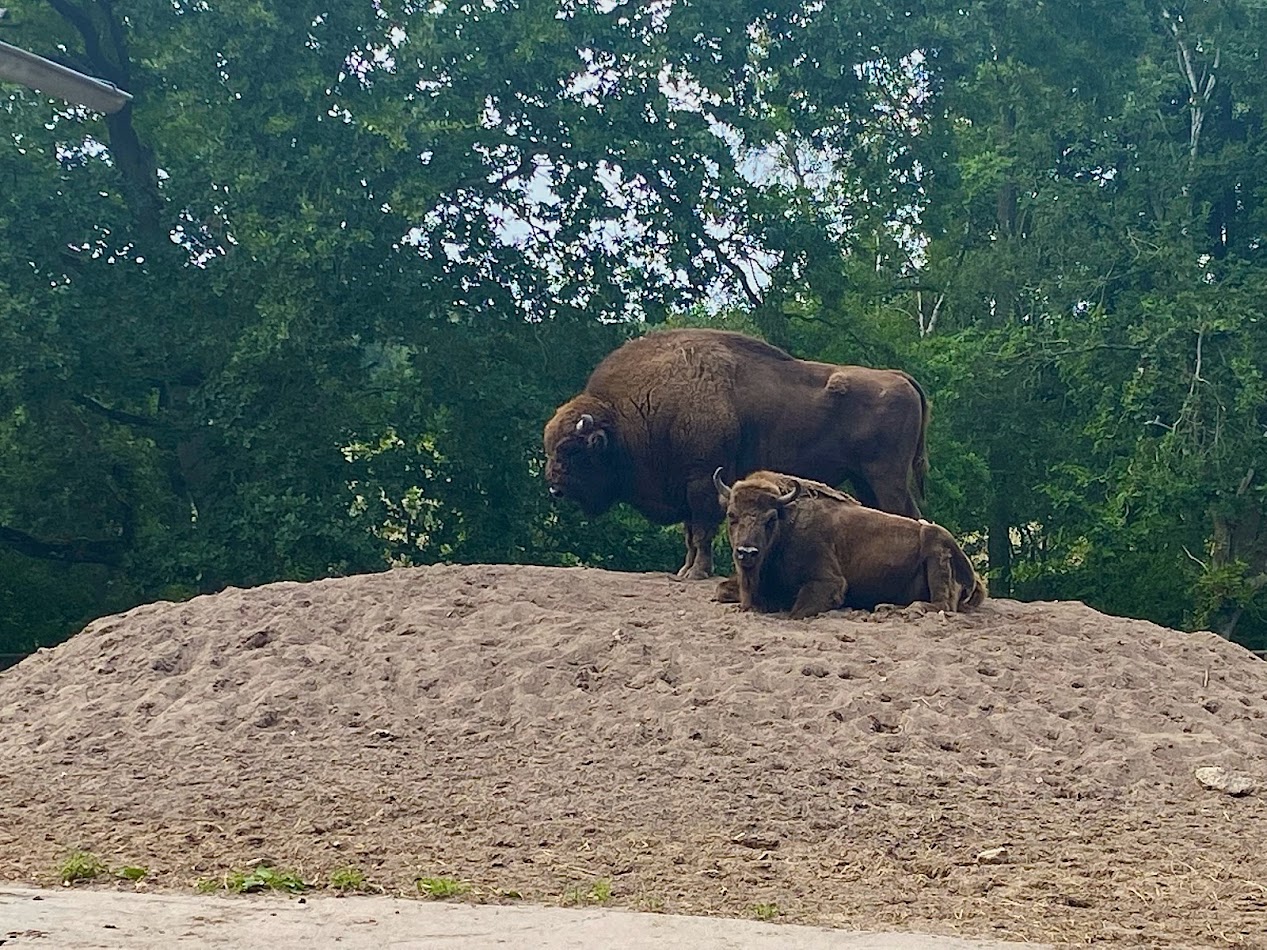 Wildpark Lüneburger Heide- european bison- 2022