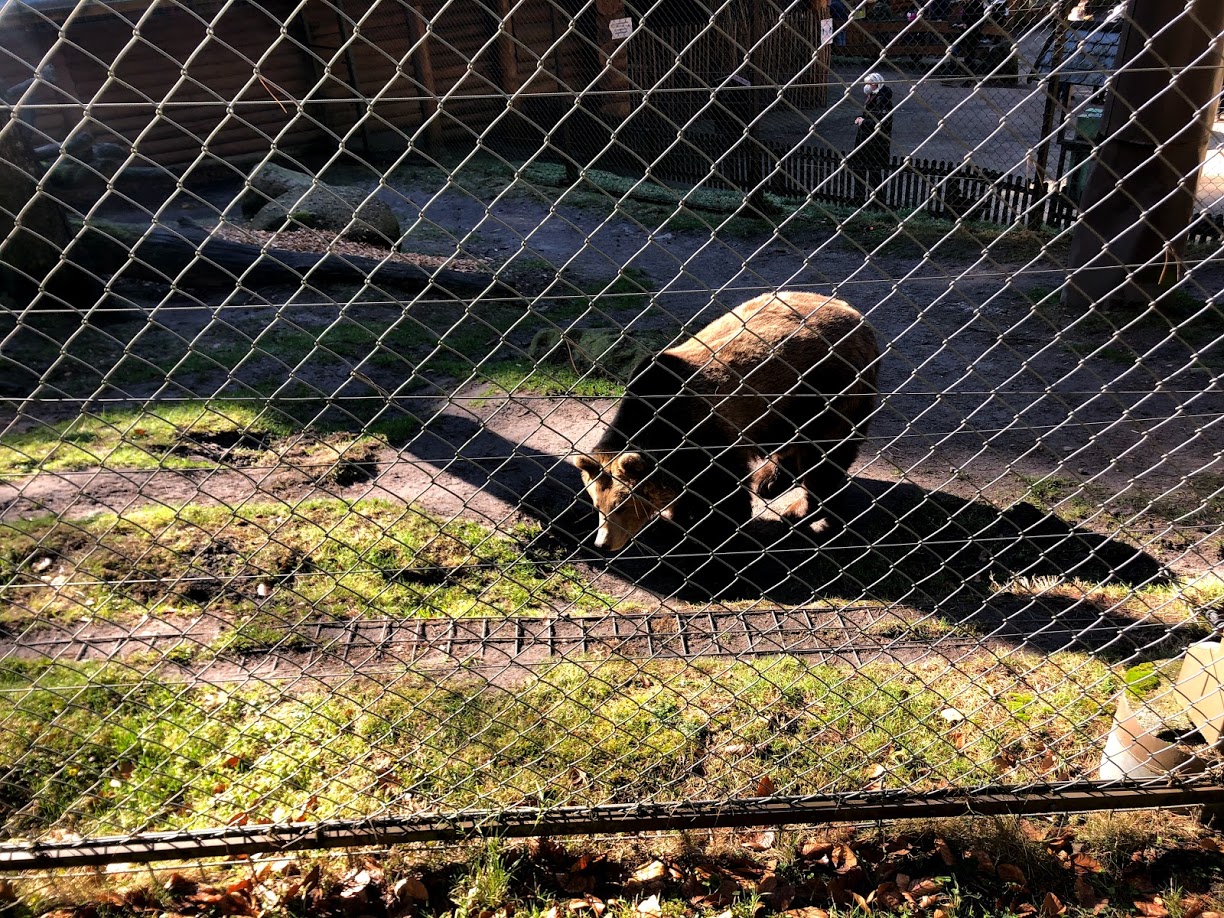 Wildpark Lüneburger Heide- European brown bear- 2021