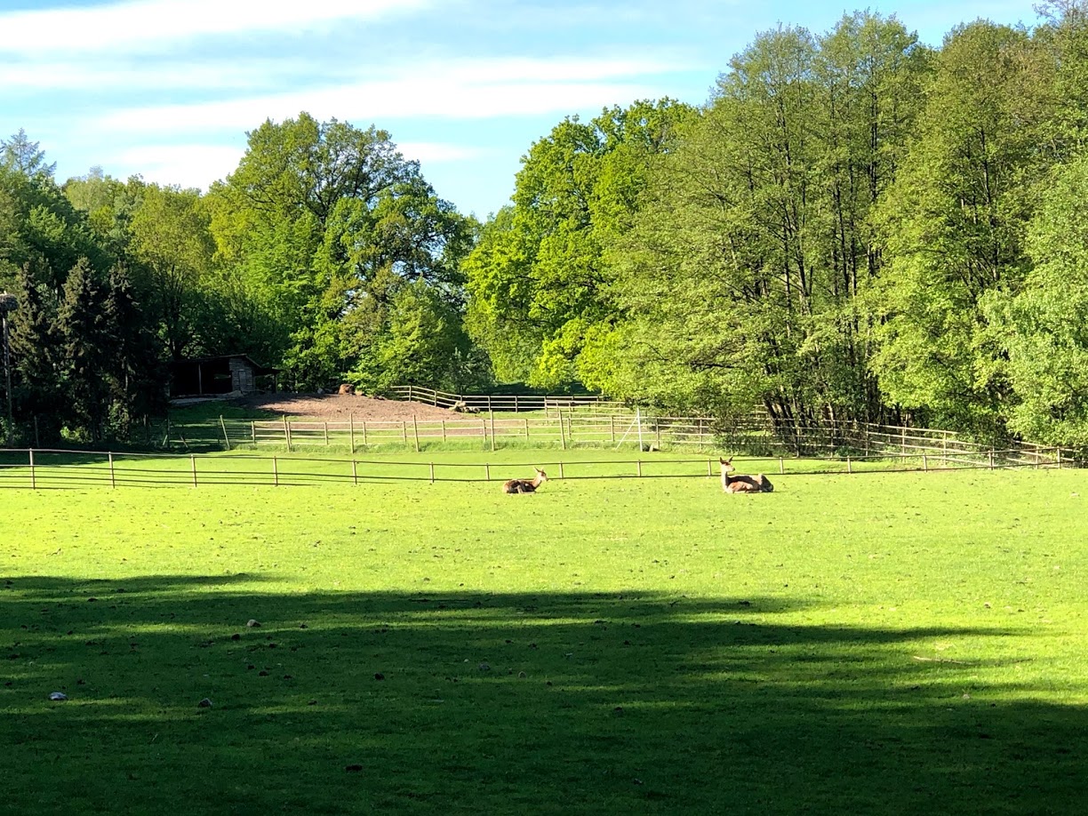 Wildpark Lüneburger Heide- European hoofstock "panorama view"- 2021