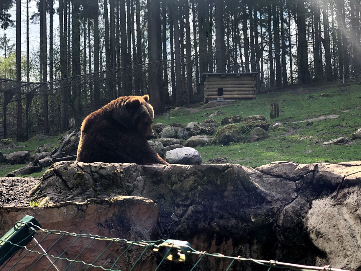 Wildpark Lüneburger Heide- female Kamchatka bear "Wanja"- 2021