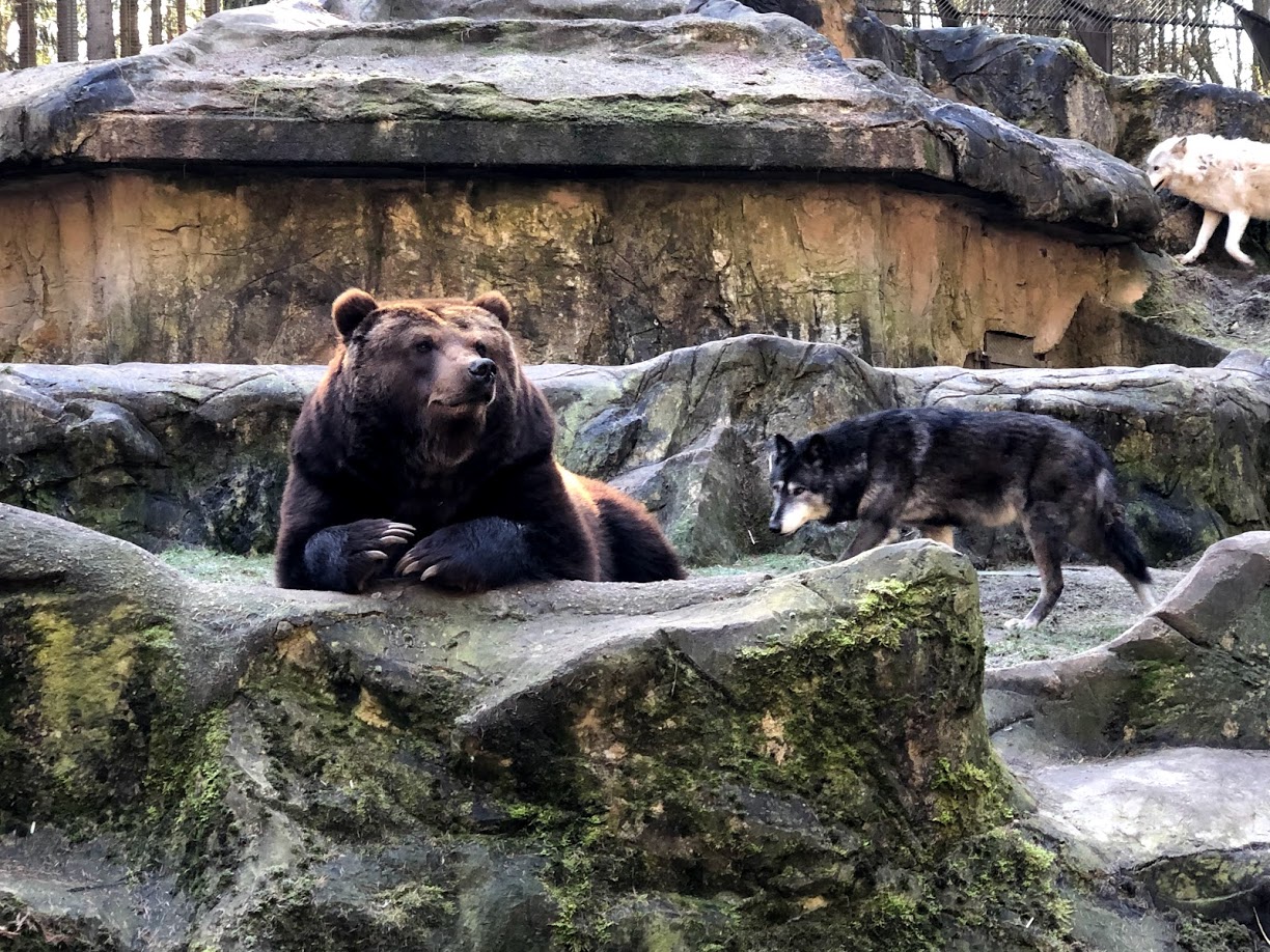 Wildpark Lüneburger Heide- female Kamschatkan bear with wolf- 2021