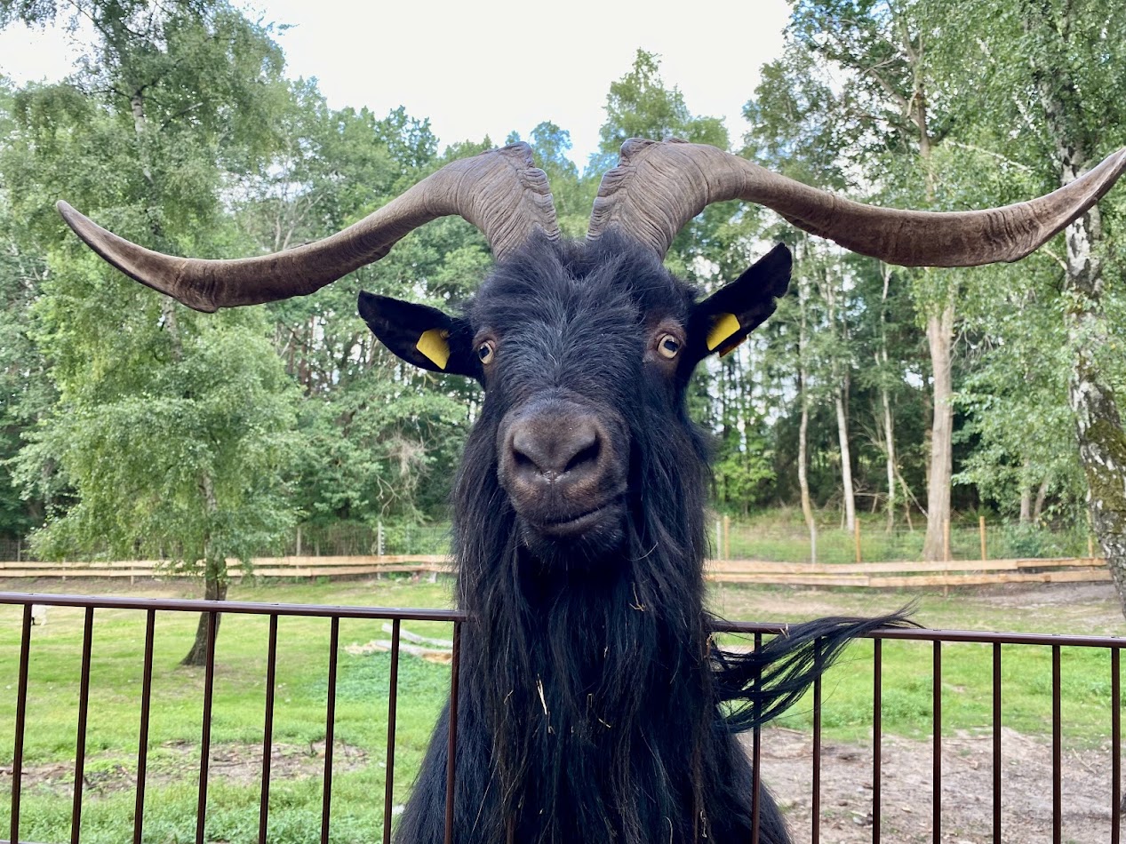Wildpark Lüneburger Heide- goat- 2022
